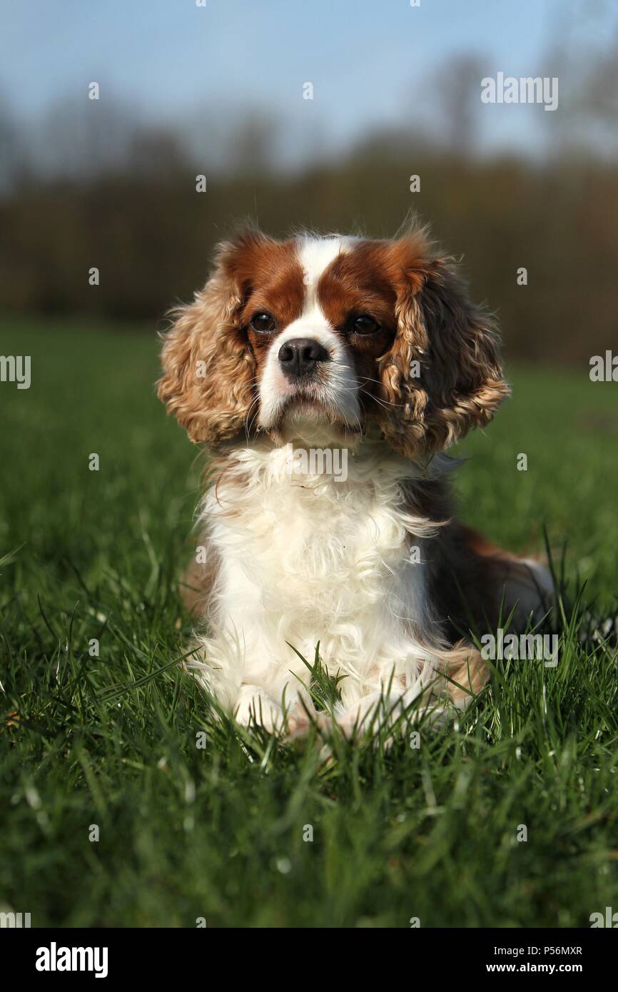 Cavalier King Charles Spaniel liegend Stockfoto
