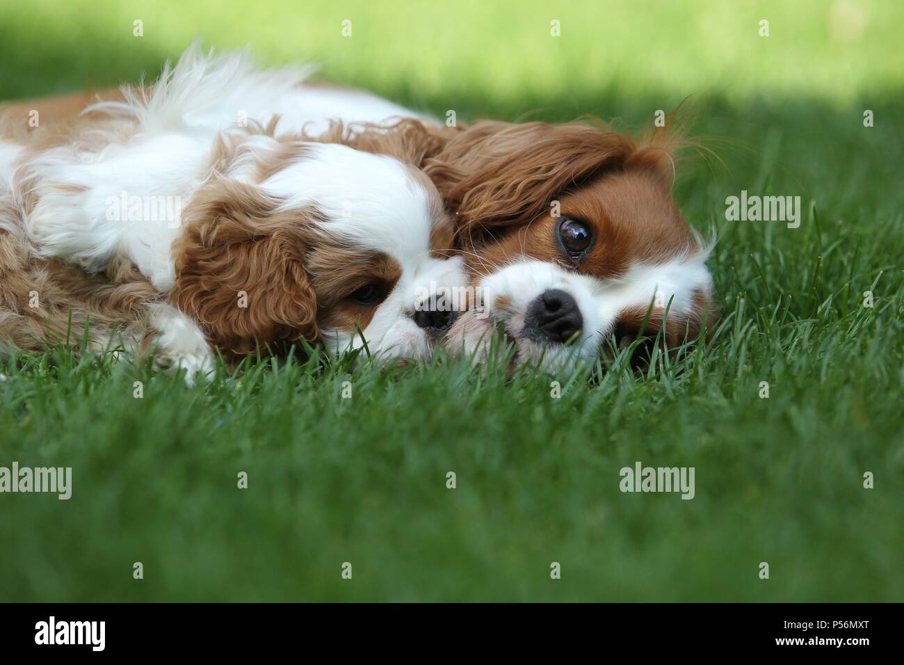 2 Cavalier King Charles Spaniel Stockfoto