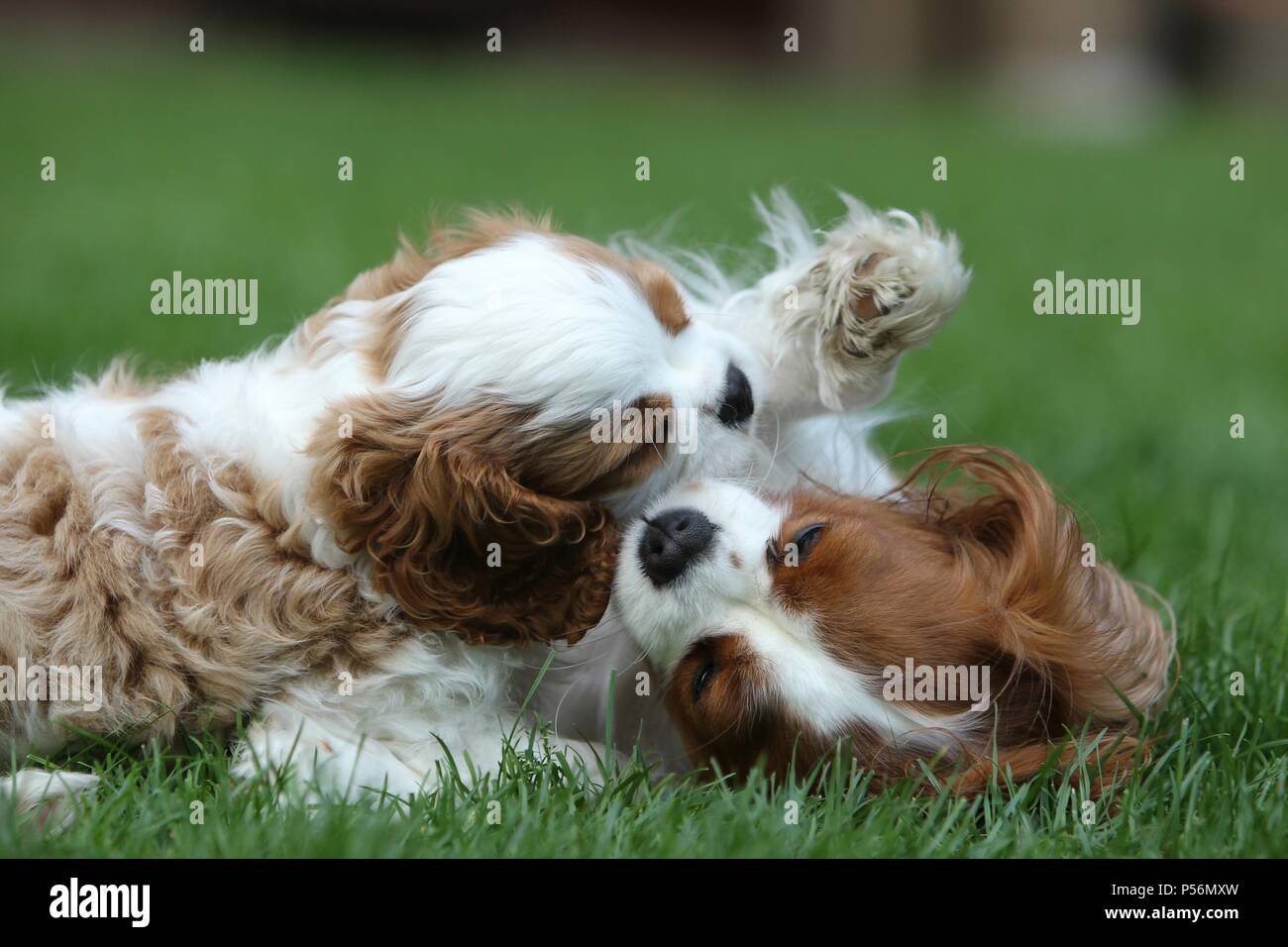 2 Cavalier King Charles Spaniel Stockfoto