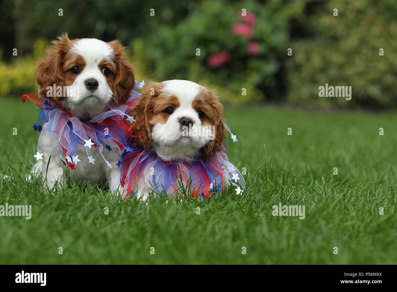 Cavalier King Charles Spaniel Welpen Stockfoto
