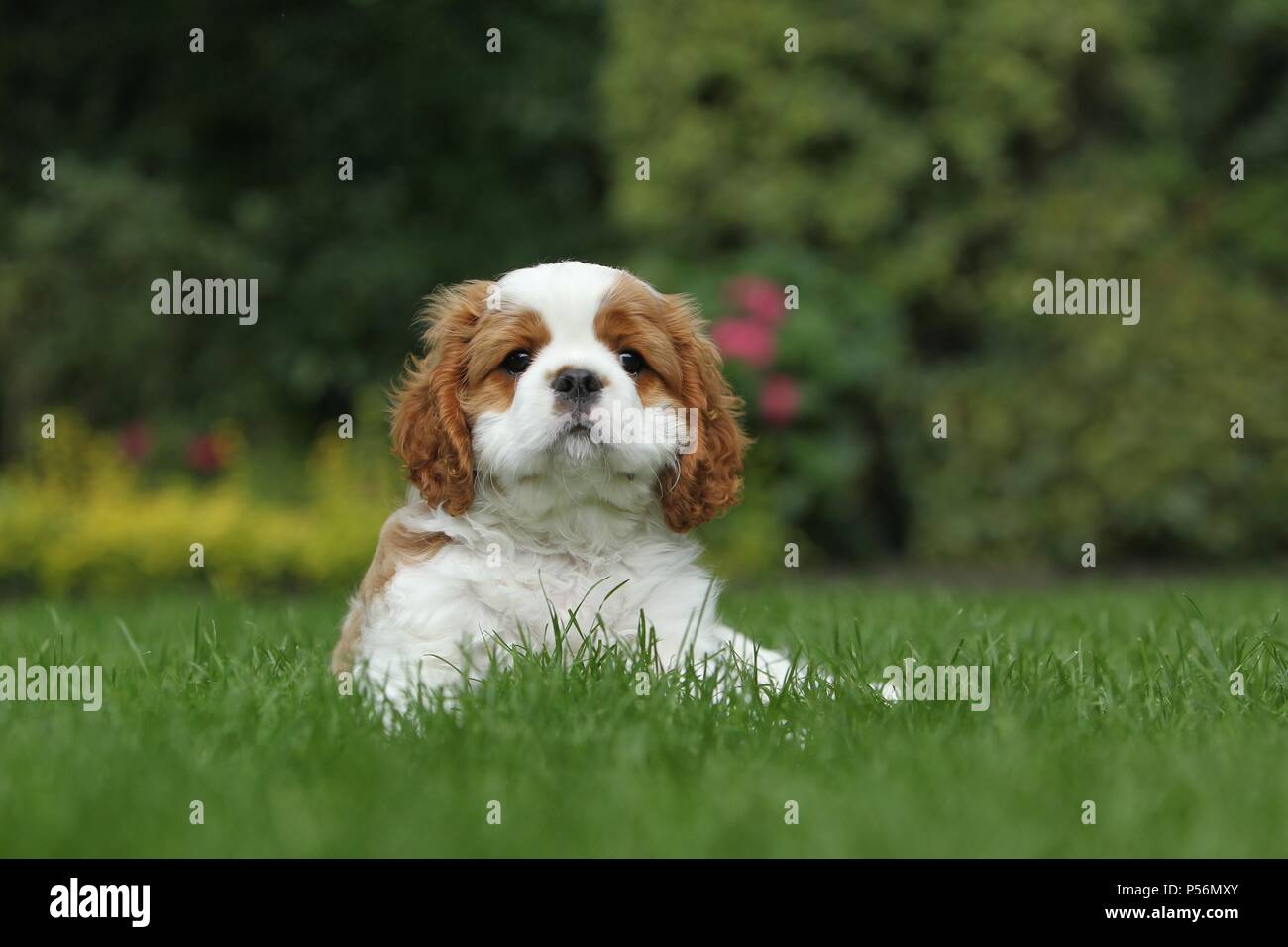 Cavalier King Charles Spaniel Welpen Stockfoto