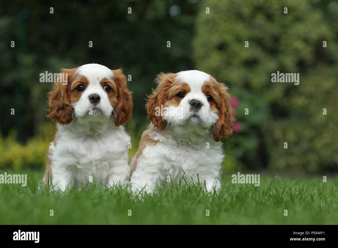 Cavalier King Charles Spaniel Welpen Stockfoto