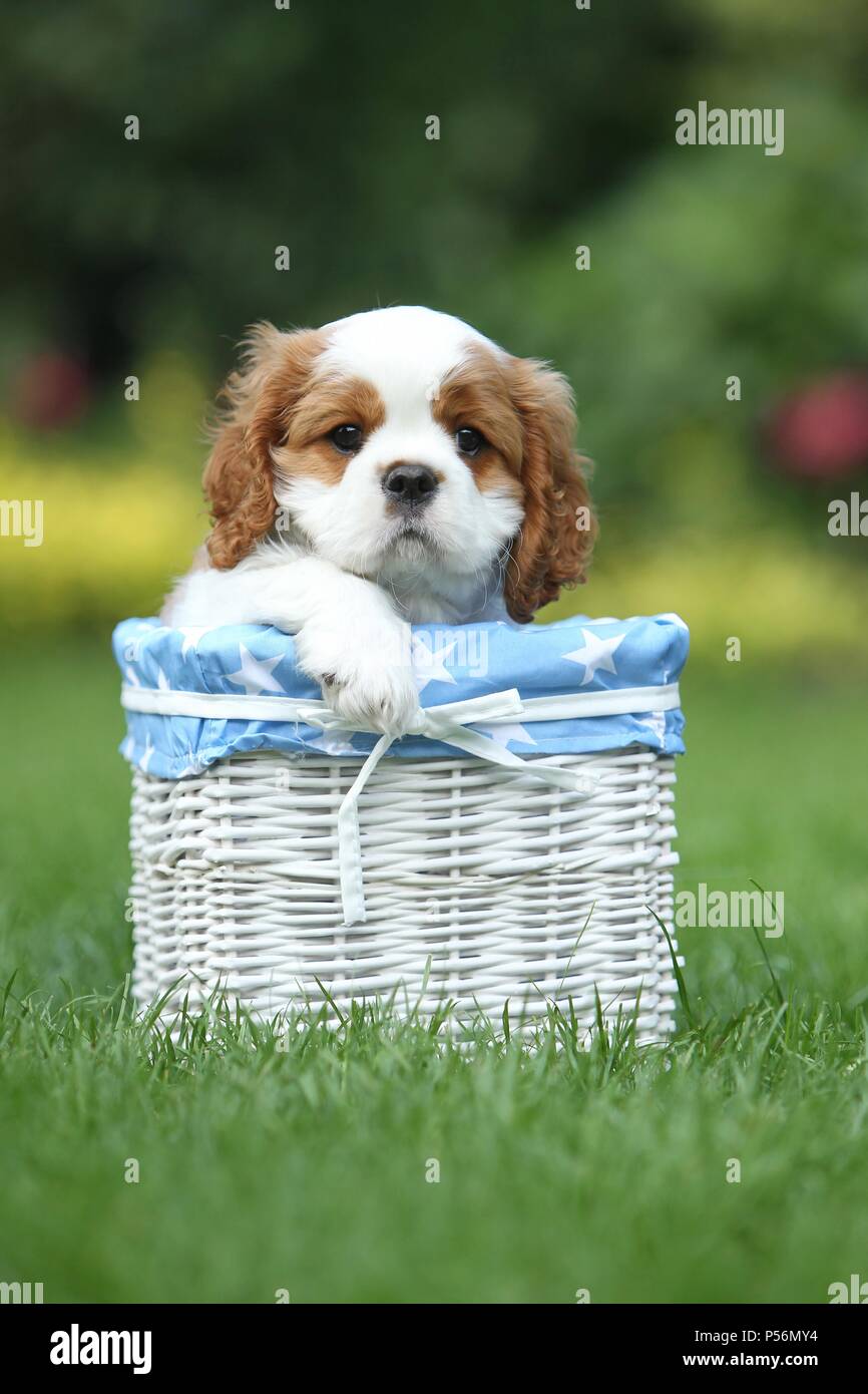 Cavalier King Charles Spaniel Welpen Stockfoto