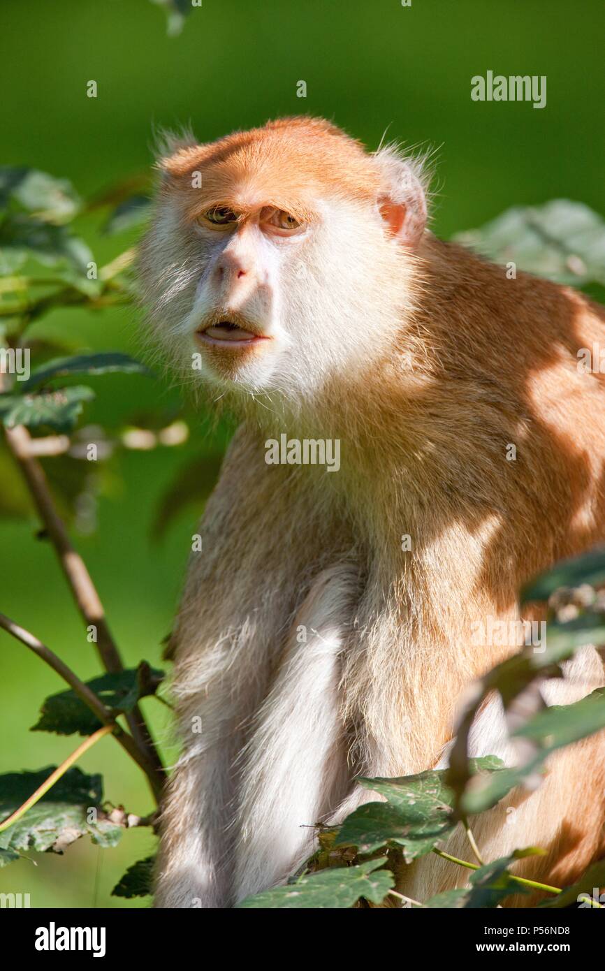Husar Monkey Stockfoto
