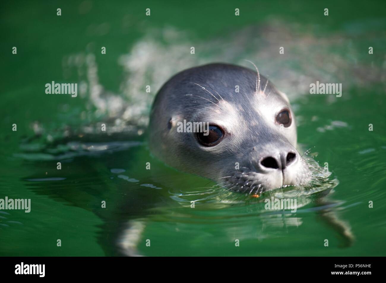 Seehunde Stockfoto