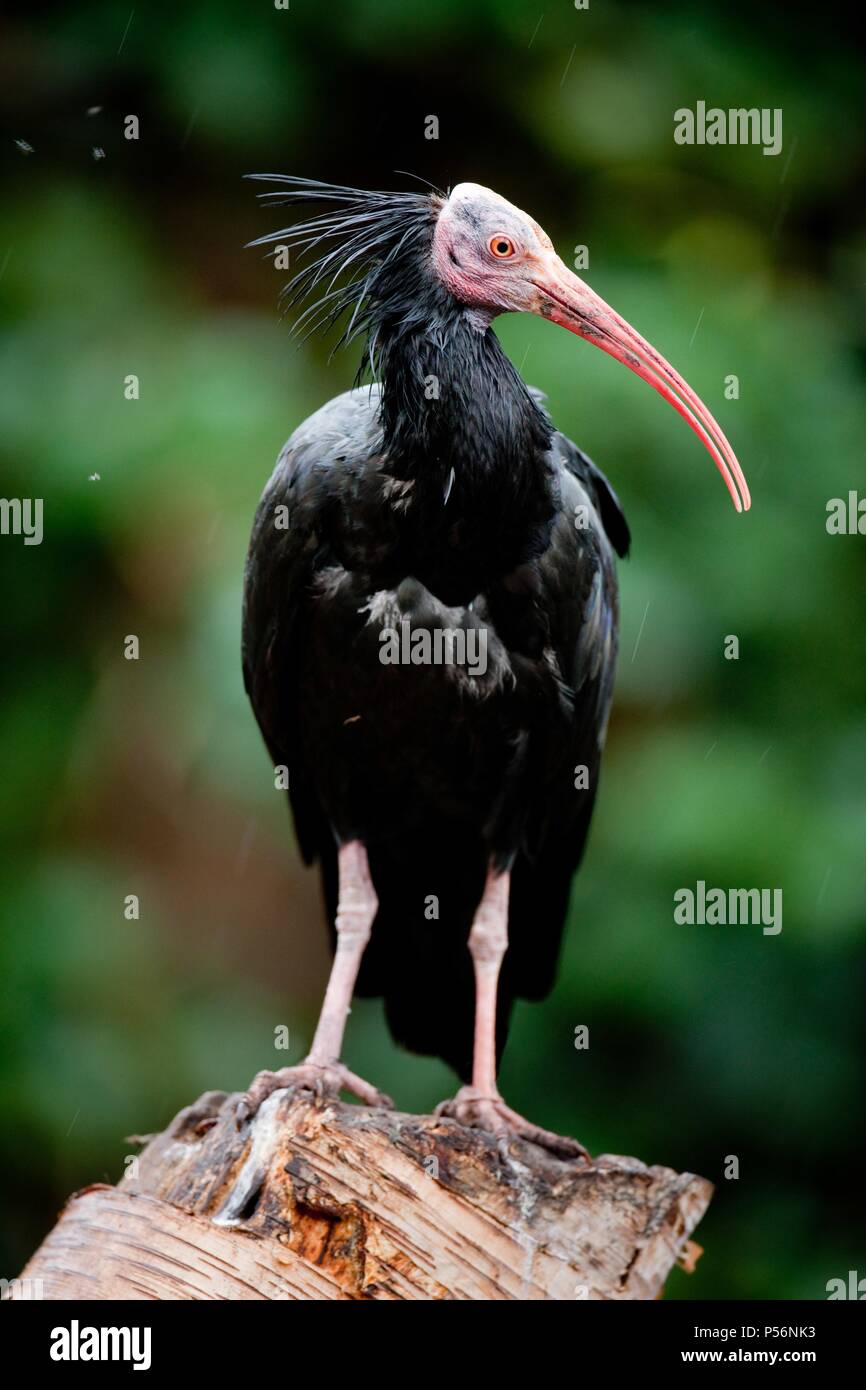 Einsiedler ibis Stockfoto