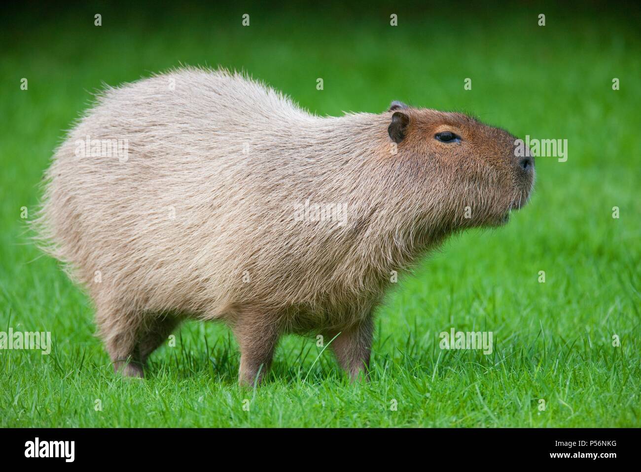 Capybara Stockfoto