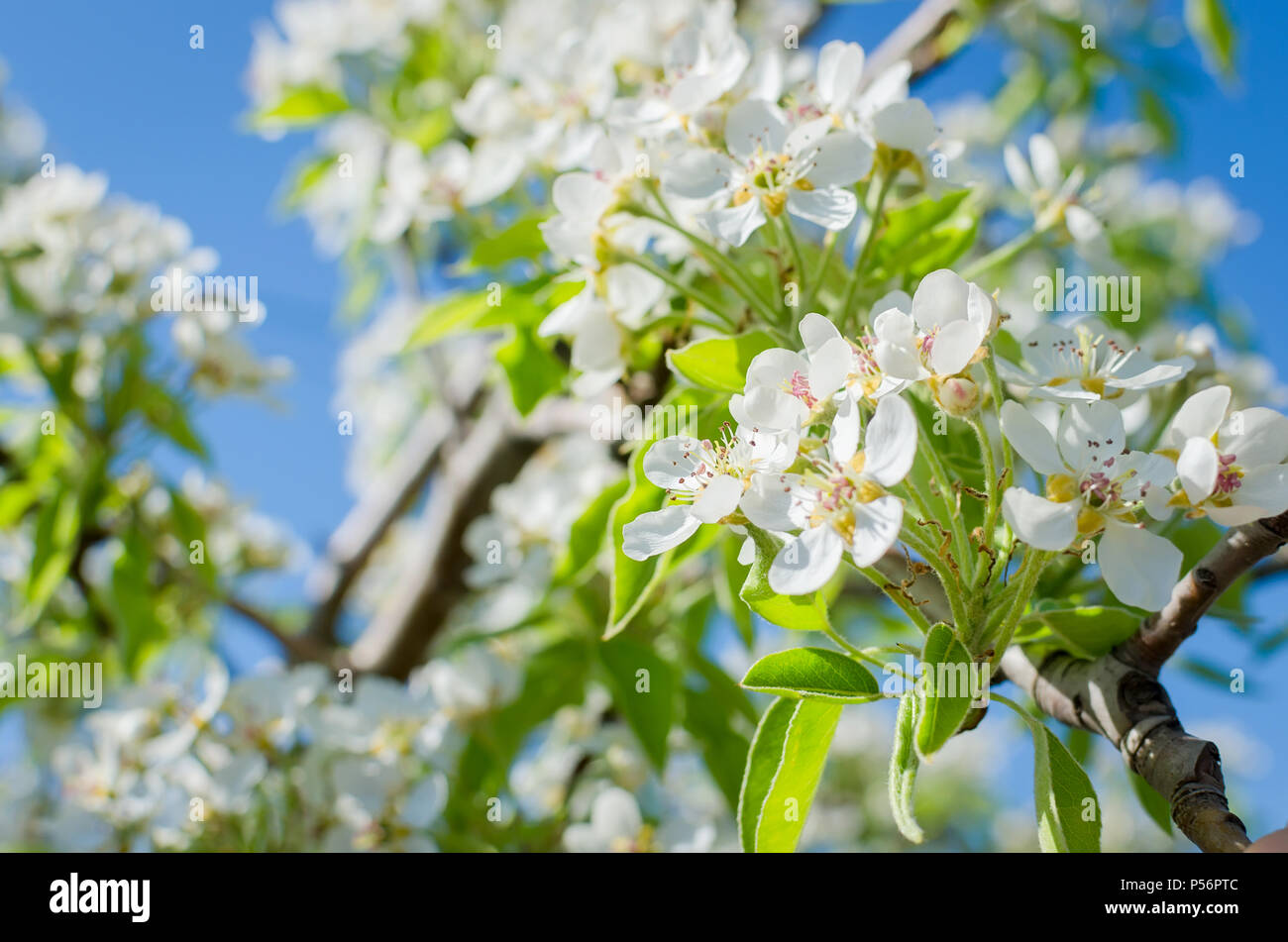 Blühende cherrybranches auf einem Baum im Frühling. Selektive konzentrieren. Stockfoto