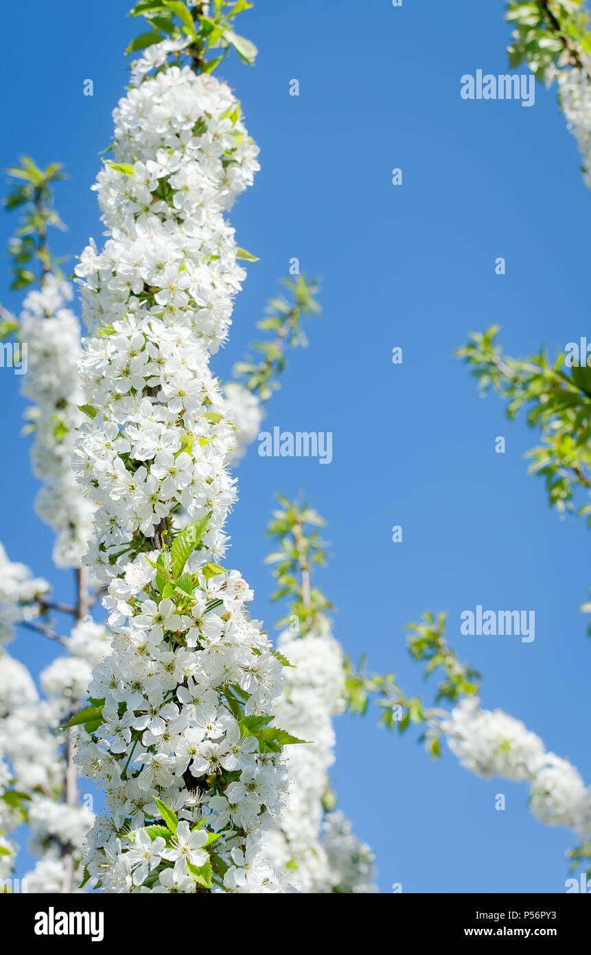 Blühende cherrybranches auf einem Baum im Frühling. Selektive konzentrieren. Stockfoto