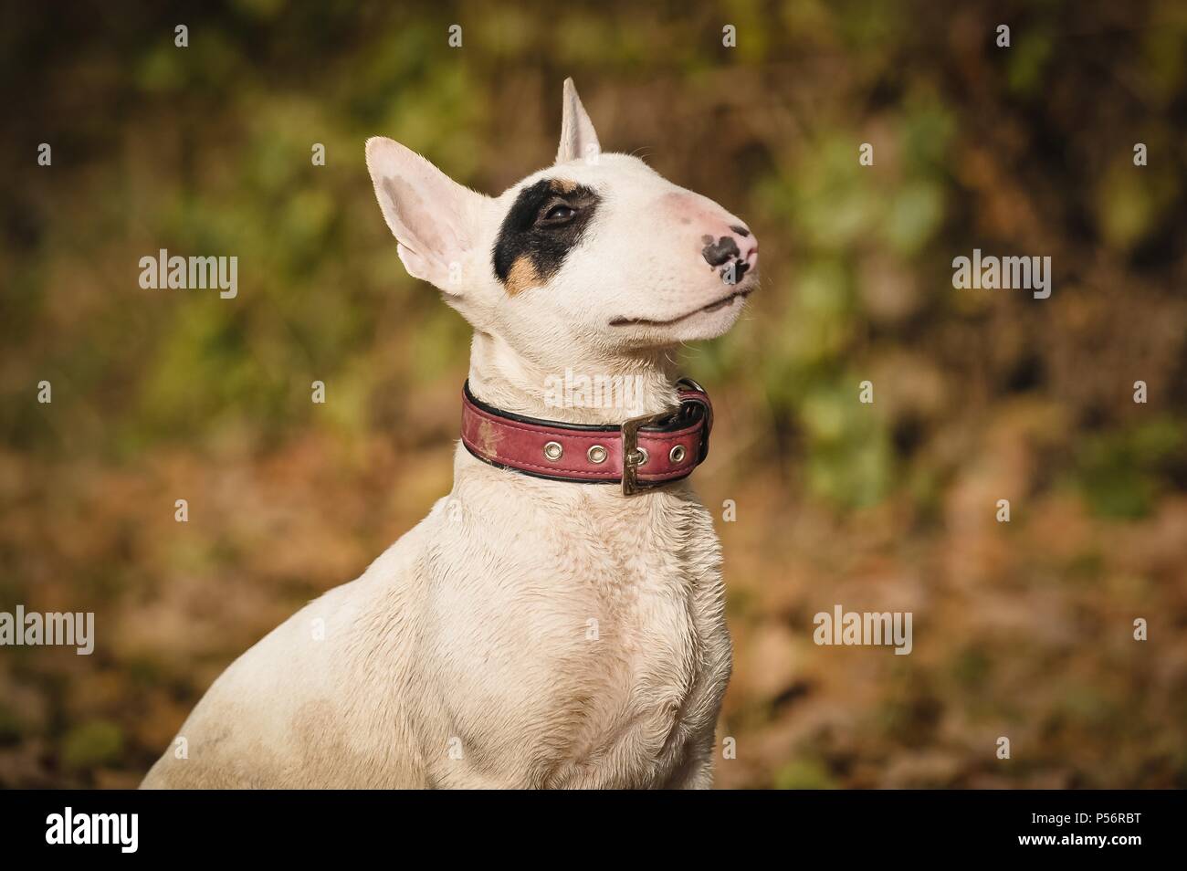Miniatur Bullterrier Portrait Stockfoto