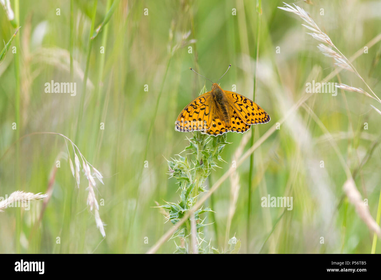 Hohe braun Fritillaryschmetterling in Gras Wiese auf der South Downs Way UK. Seltene und gefährdete Arten. Orange oberen Flügel mit schwarzen Markierungen. Stockfoto