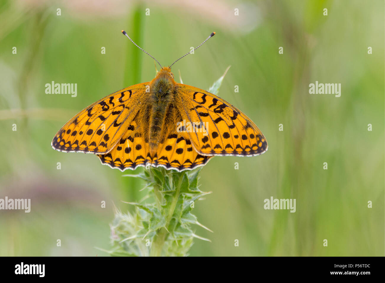 Hohe braun Fritillaryschmetterling in Gras Wiese auf der South Downs Way UK. Seltene und gefährdete Arten. Orange oberen Flügel mit schwarzen Markierungen. Stockfoto