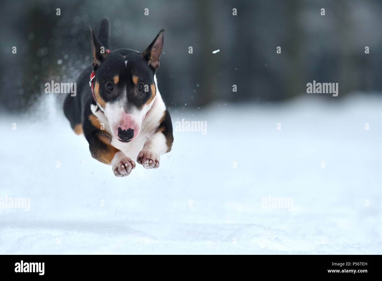 Jumping Miniature Bull Terrier Stockfoto