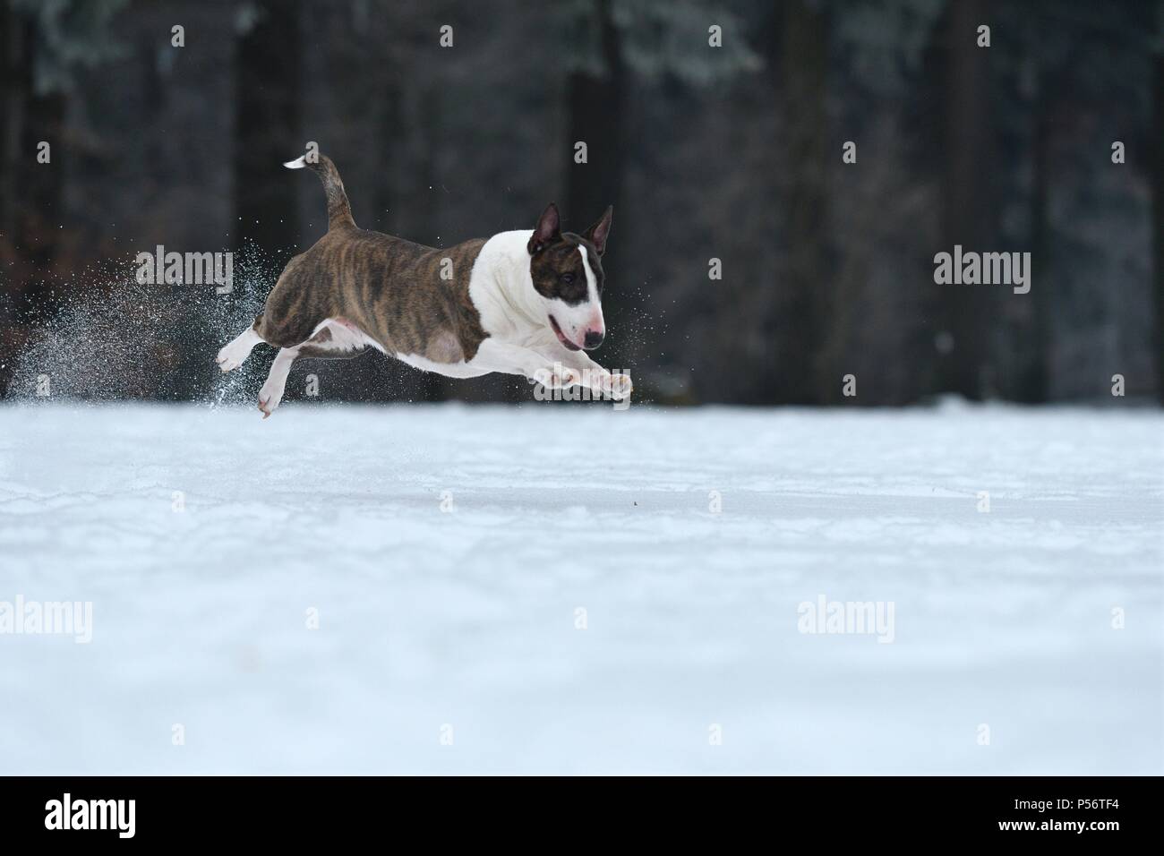 Jumping Miniature Bull Terrier Stockfoto