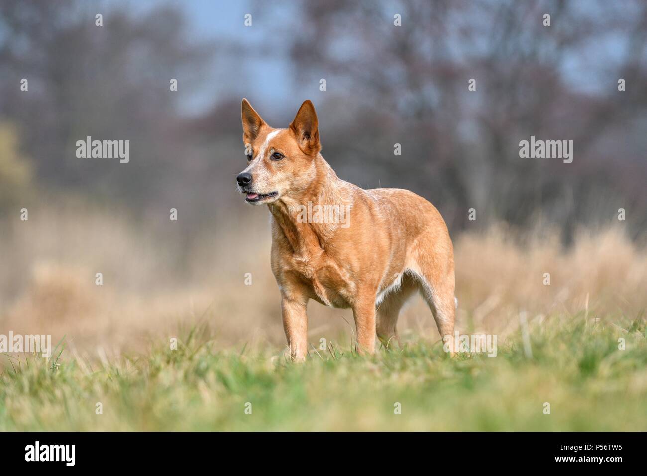 Australian Cattle Dog Stockfoto