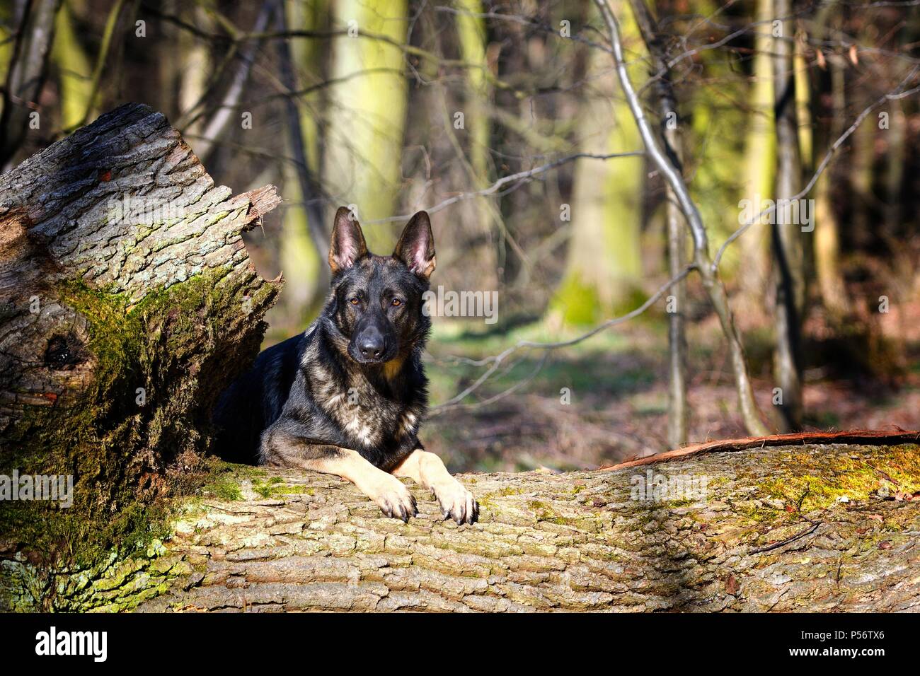 liegender Deutscher Schäferhund-DDR Stockfoto