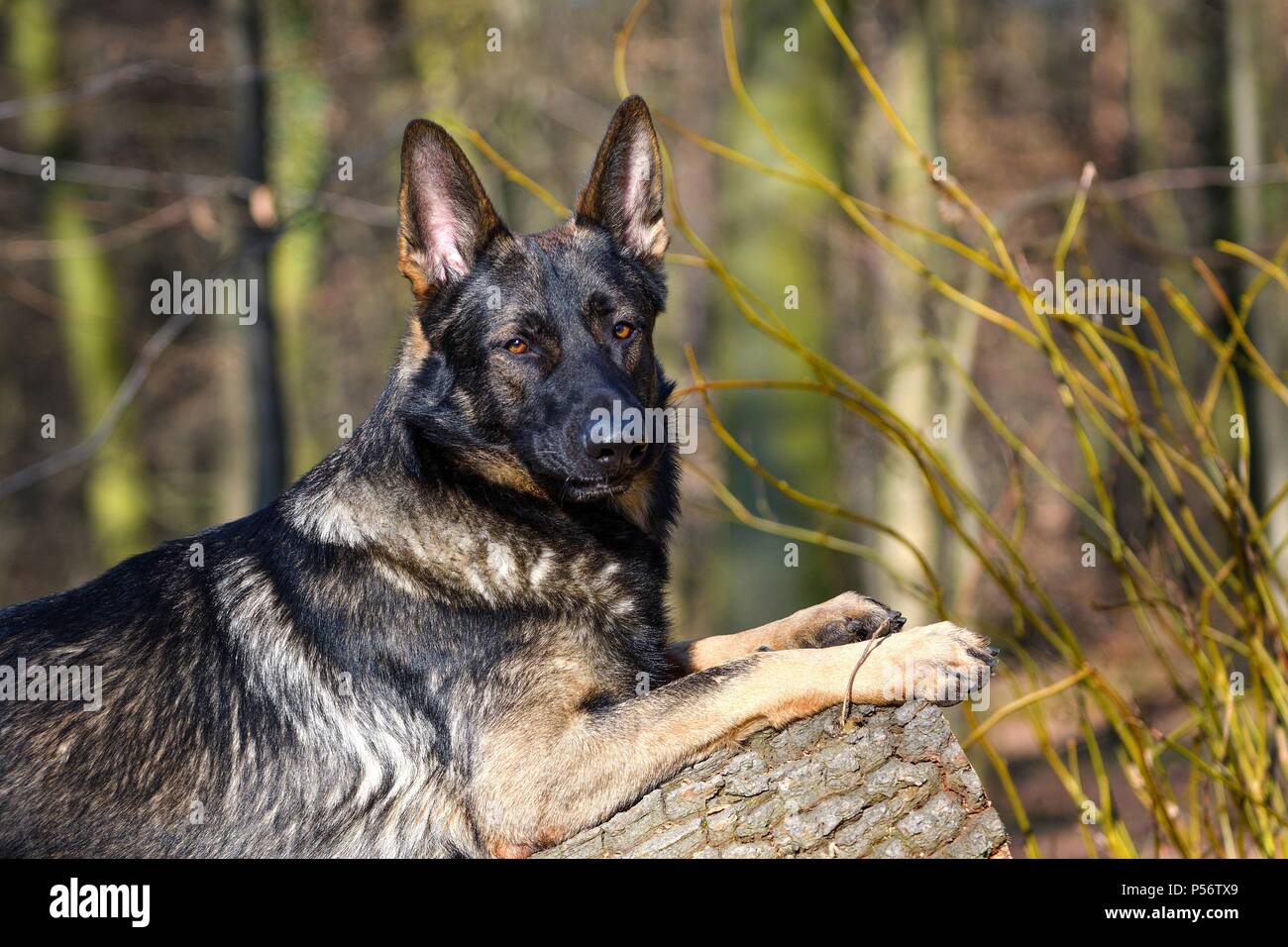liegender Deutscher Schäferhund-DDR Stockfoto