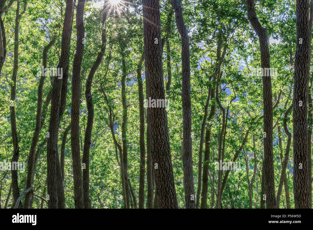 Kalifornien Bay Lorbeerwald Mt Umunhum. Stockfoto