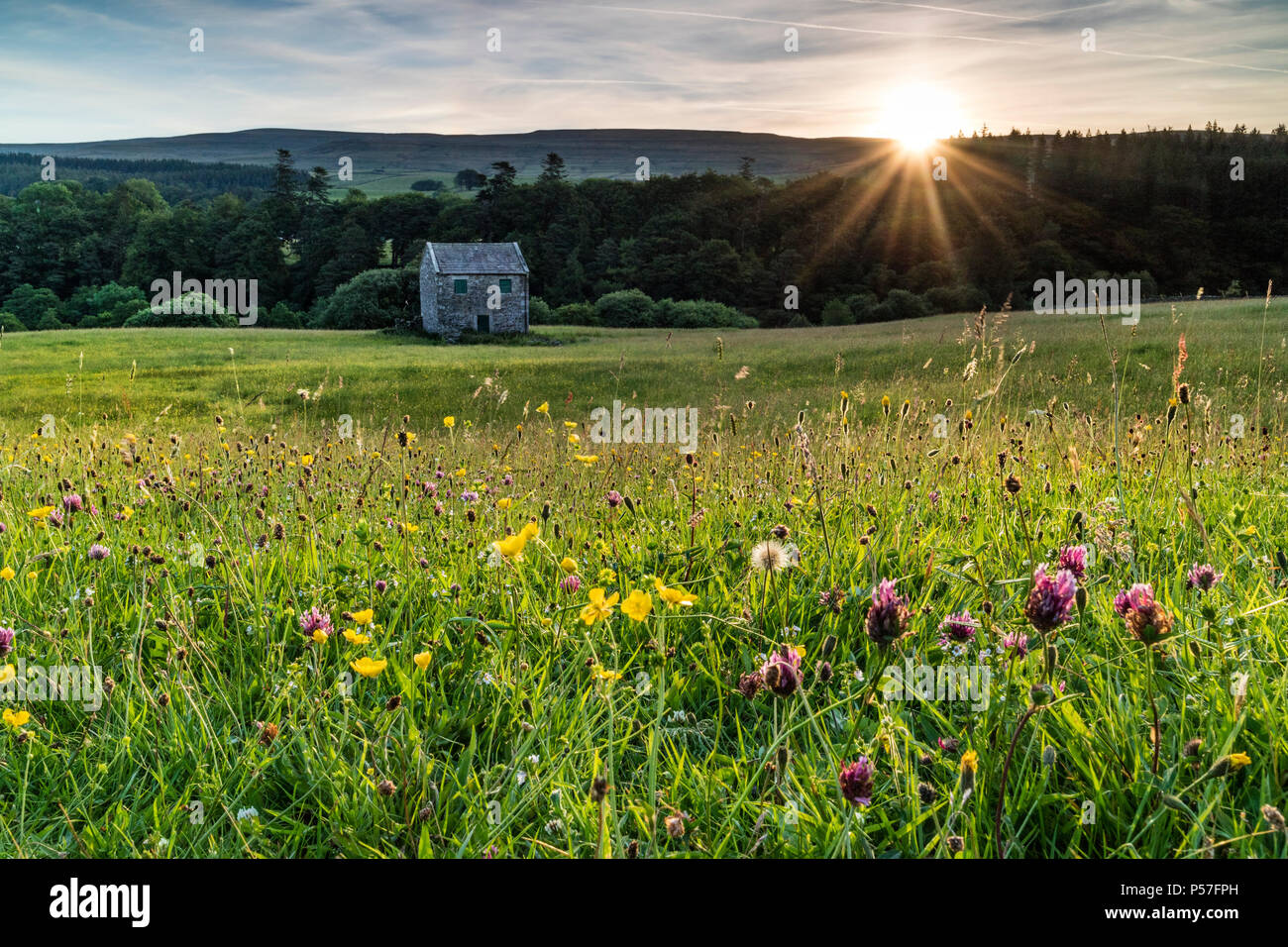 Holwick, Teesdale, County Durham, UK. Dienstag, 26. Juni 2018. UK Wetter. Es war ein schöner Start in den Tag in der North Pennines als die ersten Strahlen der aufgehenden Sonne begann die wilde Blume mähwiesen der oberen Teesdale zu beleuchten. Quelle: David Forster/Alamy leben Nachrichten Stockfoto