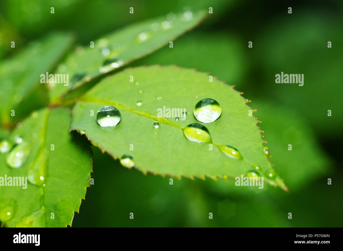Schöne Natur Hintergrund mit Morgen frische Tropfen transparent Regenwasser auf einem grünen Blatt. Tropfen Tau in den grünen Blättern. Tröpfchen im Freien Stockfoto