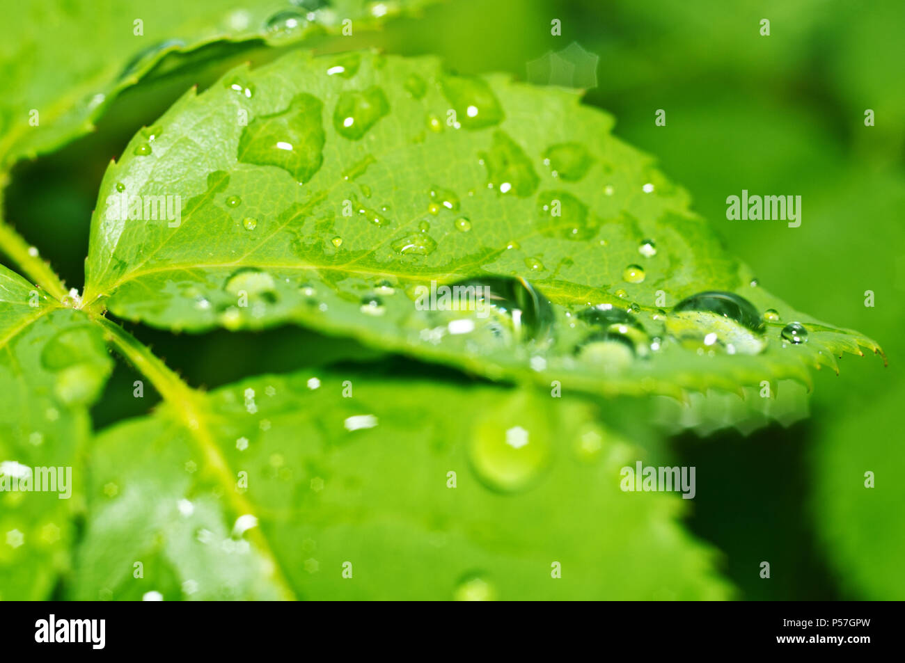 Schöne Natur Hintergrund mit Morgen frische Tropfen transparent Regenwasser auf einem grünen Blatt. Tropfen Tau in den grünen Blättern. Tröpfchen im Freien Stockfoto