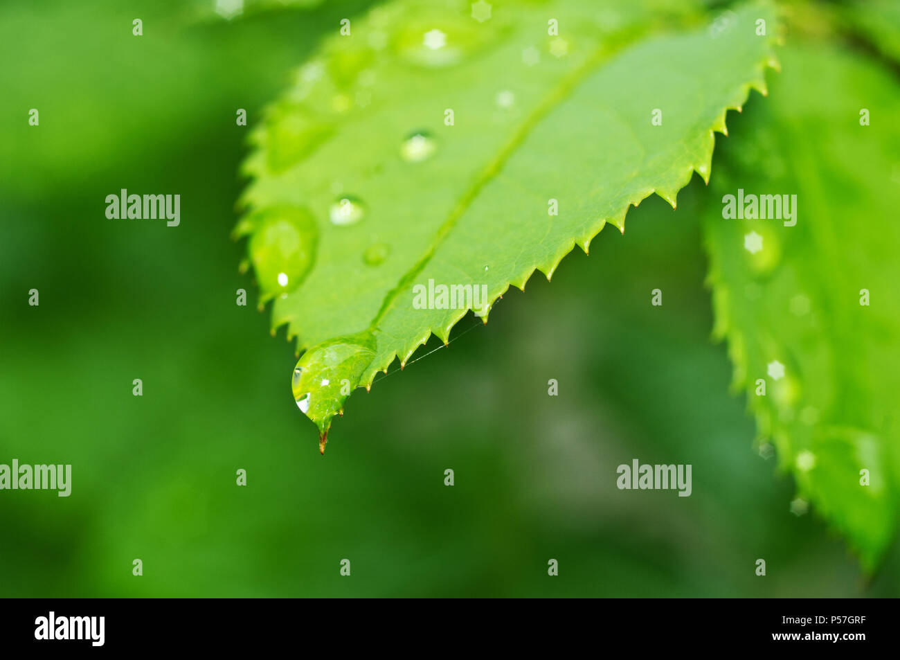 Schöne Natur Hintergrund mit Morgen frische Tropfen transparent Regenwasser auf einem grünen Blatt. Tropfen Tau in den grünen Blättern. Tröpfchen im Freien Stockfoto