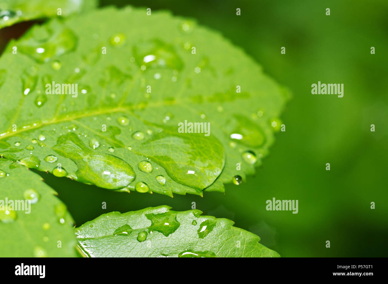 Schöne Natur Hintergrund mit Morgen frische Tropfen transparent Regenwasser auf einem grünen Blatt. Tropfen Tau in den grünen Blättern. Tröpfchen im Freien Stockfoto