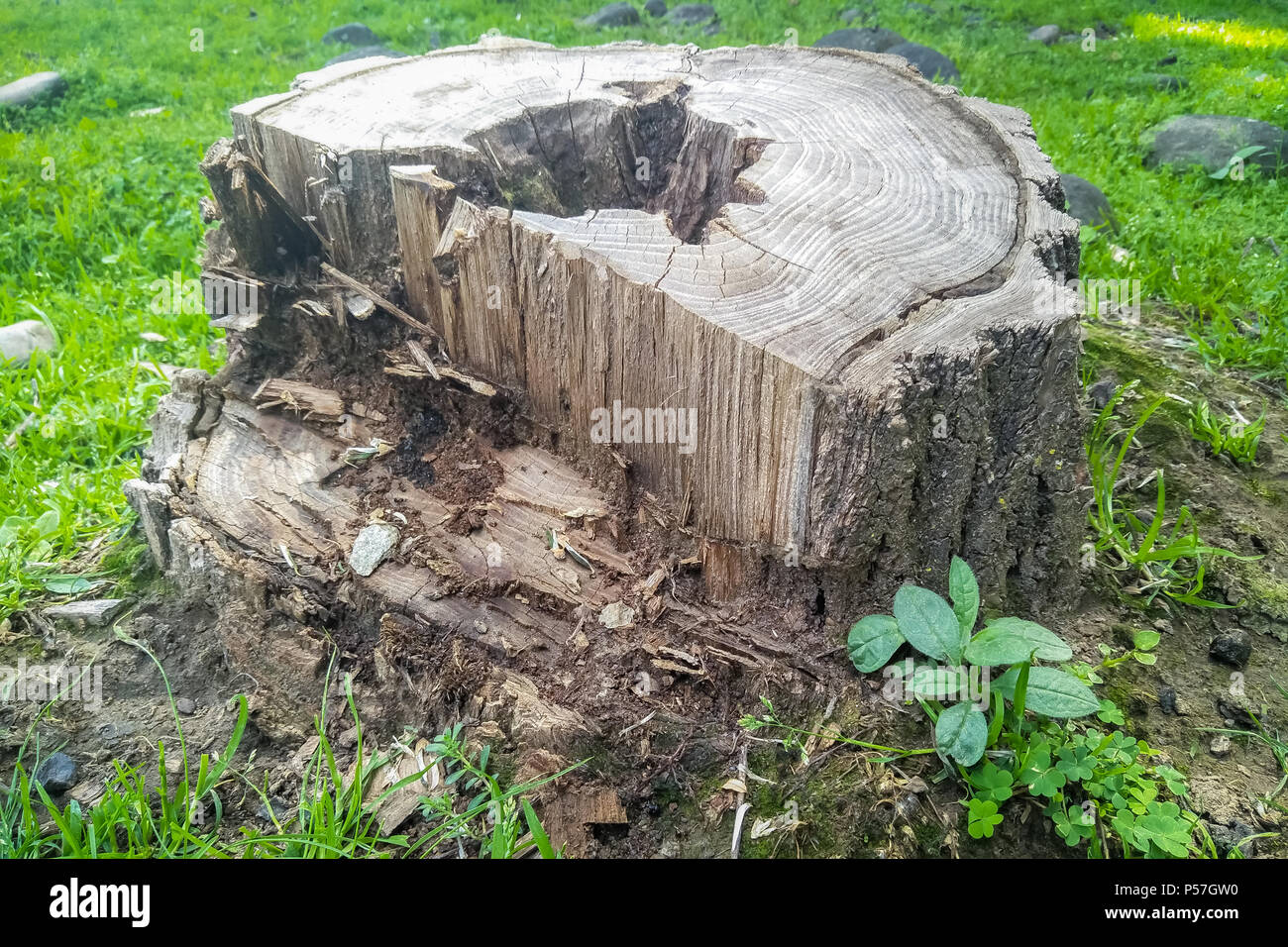 Ein Baum schneiden an der Unterseite des Rumpfes, Seitenansicht des abgeschnittenen Baumstamm Stockfoto