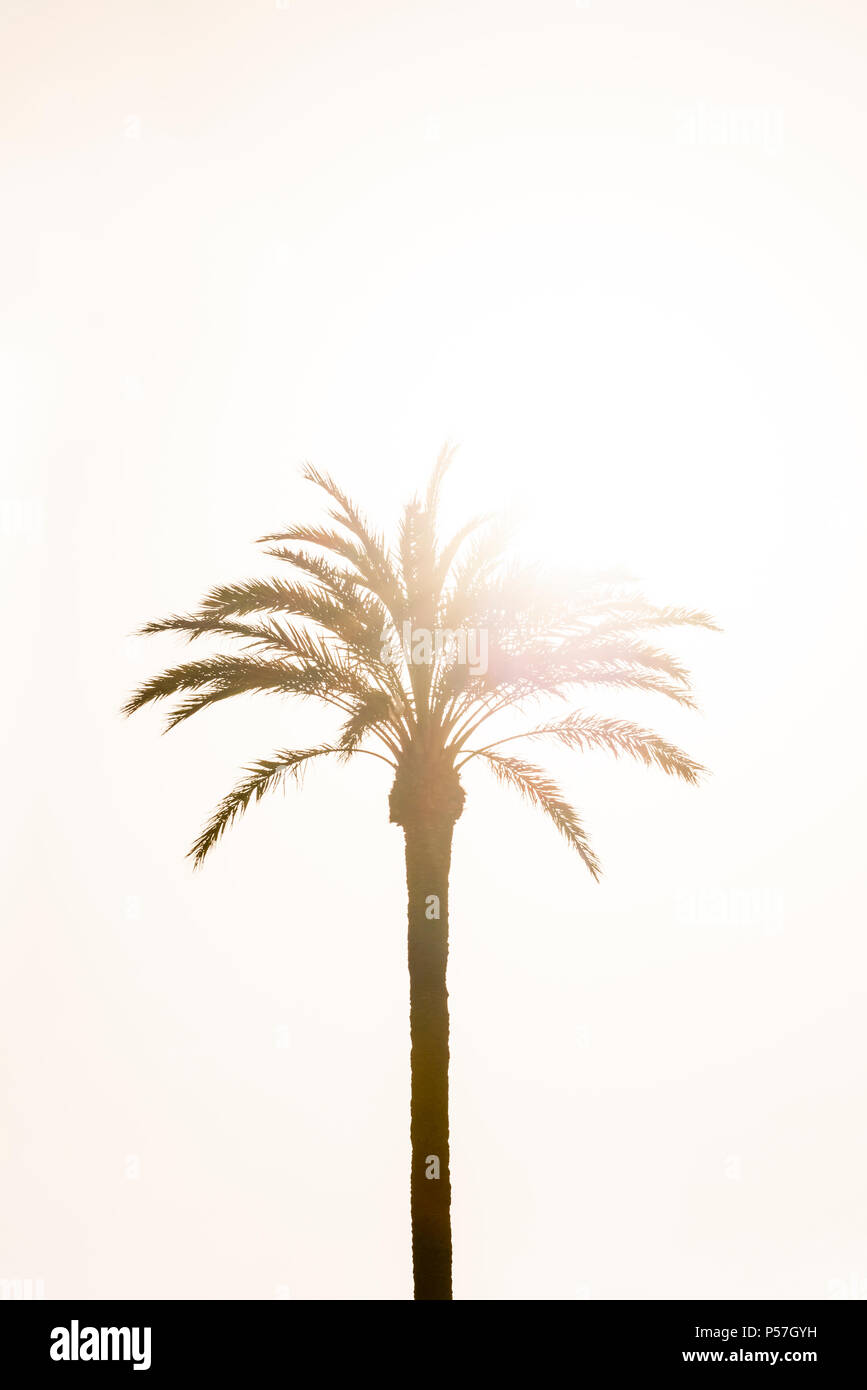 Palm (arecaceae) gegen das Licht, gelbe Farbe, hellen Himmel Stockfoto
