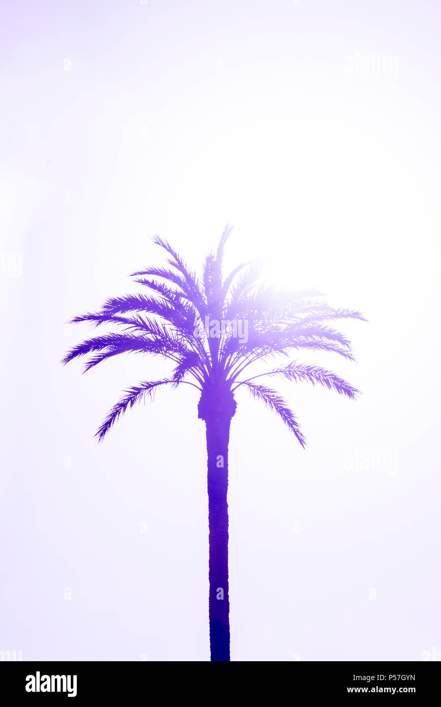 Palm (arecaceae) gegen Licht, lila Farbe, hellen Himmel Stockfoto
