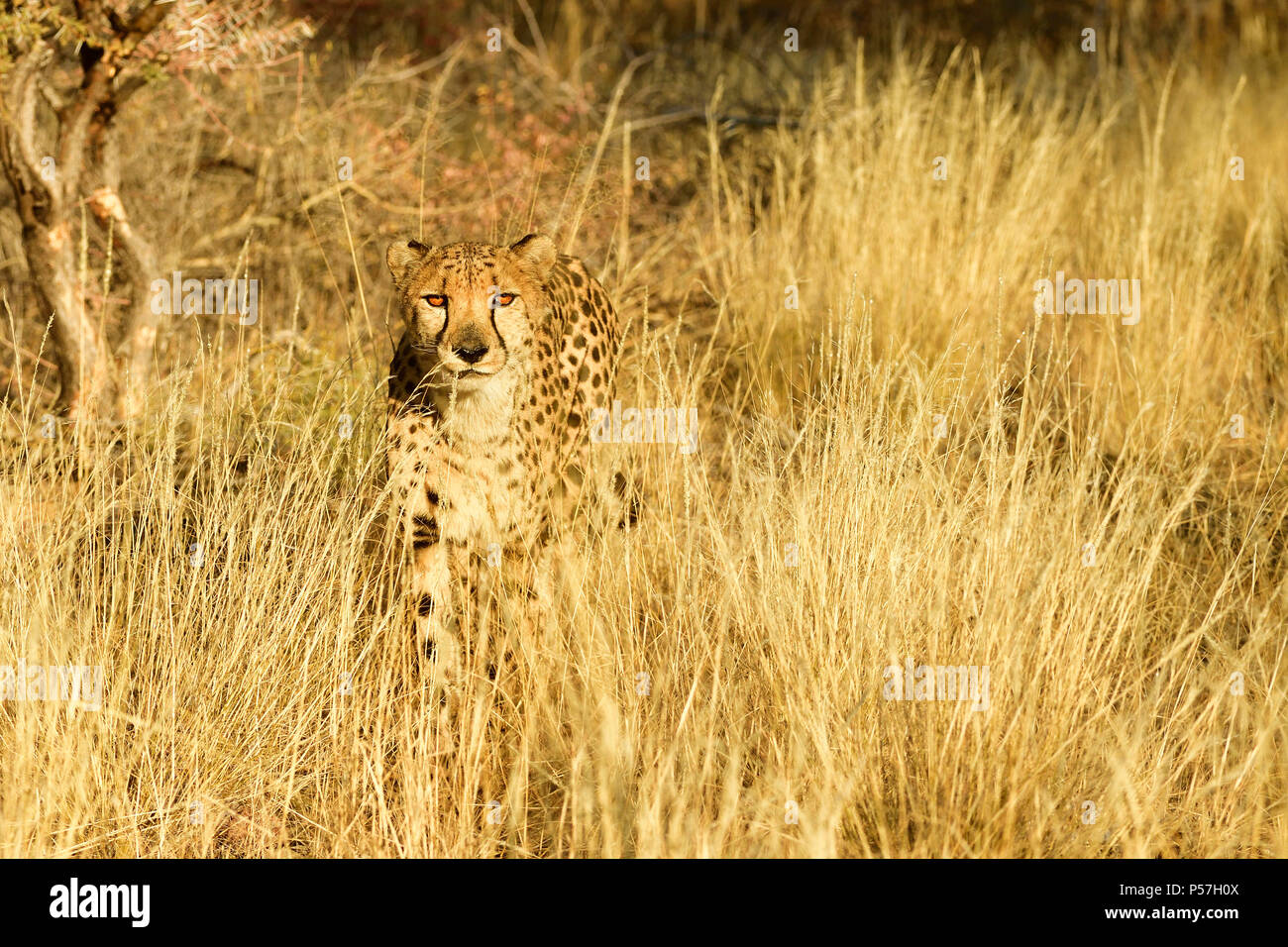 Gepard (Acinonyx Jubatus) steht im hohen Gras, Namibia Stockfoto