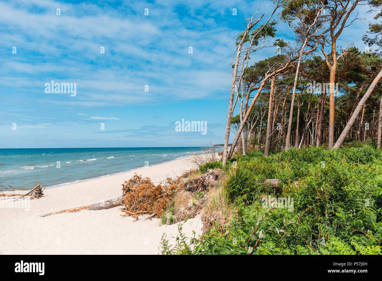 West Strand an der Ostsee mit Blick auf den Wald und das Meer. Stockfoto