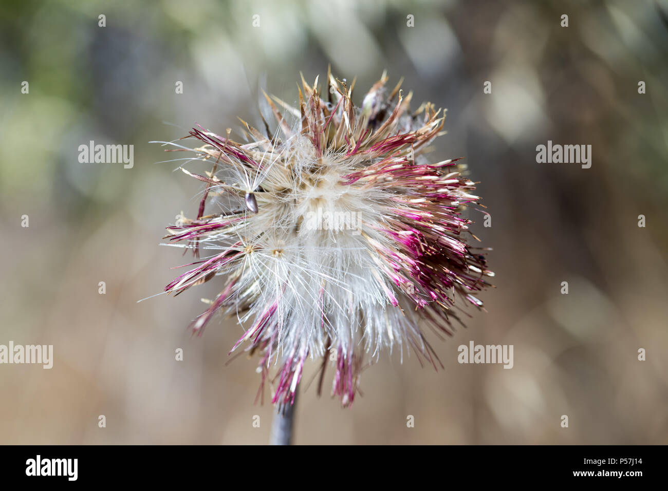 Mariendistel (Silybum marianum) Kopf. Stockfoto