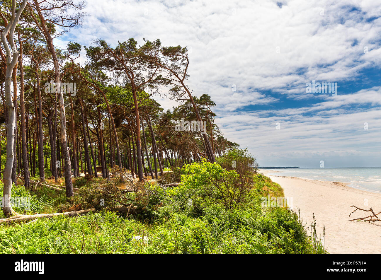 West Strand an der Ostsee mit Blick auf den Wald und das Meer. Stockfoto