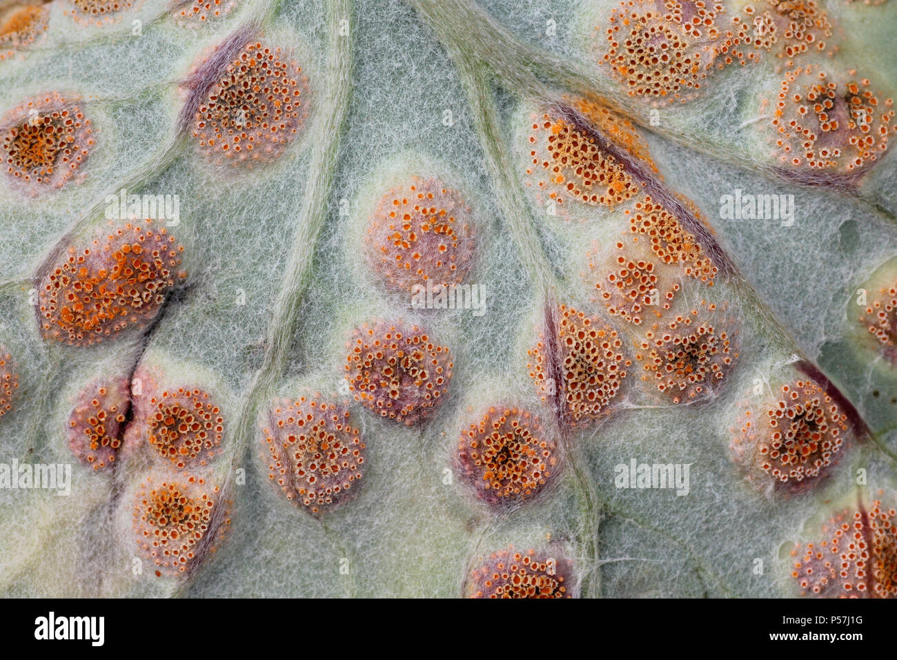 Rost Pilz Puccinia poarum auf die Blätter der Colt's Tussilago farfara - Fuß Stockfoto