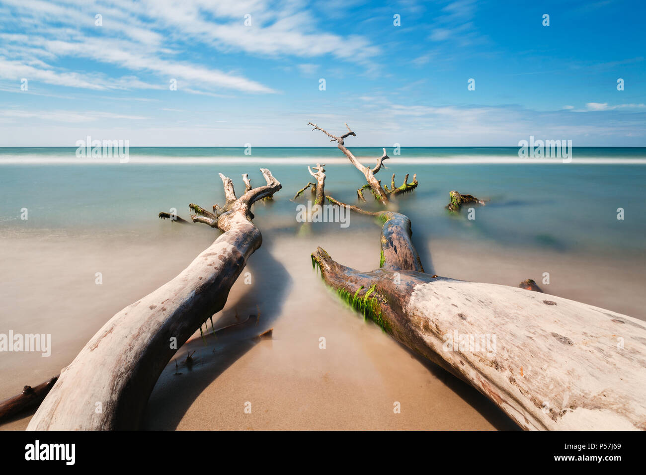 Alter Baum am Strand mit blauem Himmel und einer langen Belichtungszeit Stockfoto