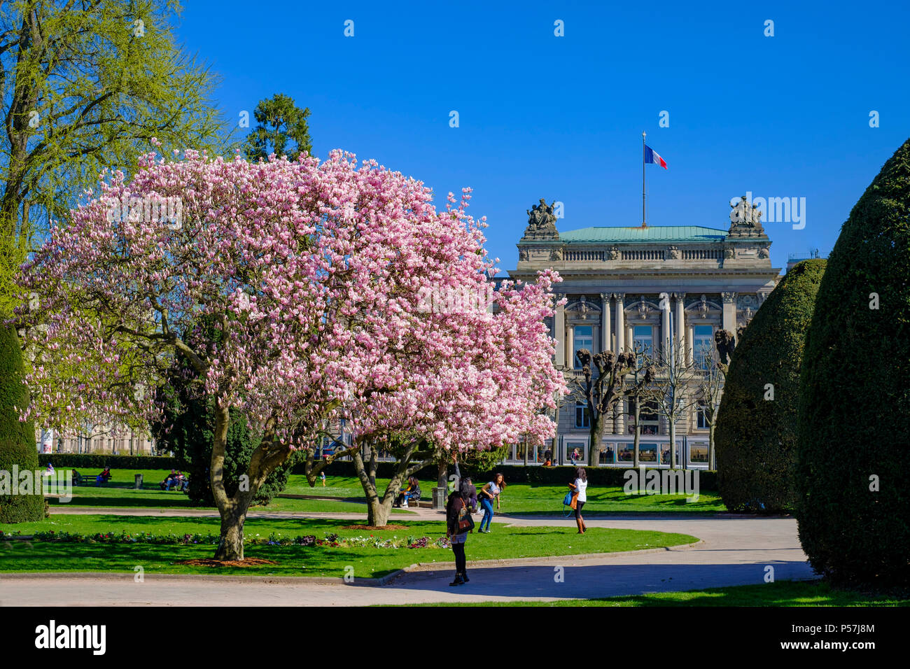 Straßburg, den blühenden Magnolienbäumen und TNS Nationaltheater, Staatstheater, Place de la République, Neustadt, Elsass, Frankreich, Europa, Stockfoto