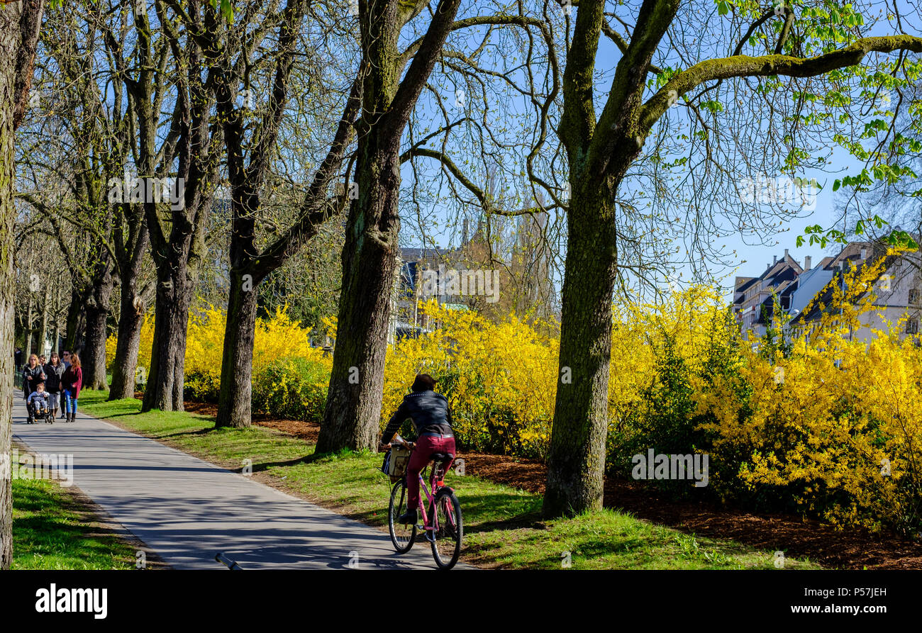 Straßburg, blühende Forsythia im Frühling, Radweg, Elsass, Frankreich, Europa, Stockfoto