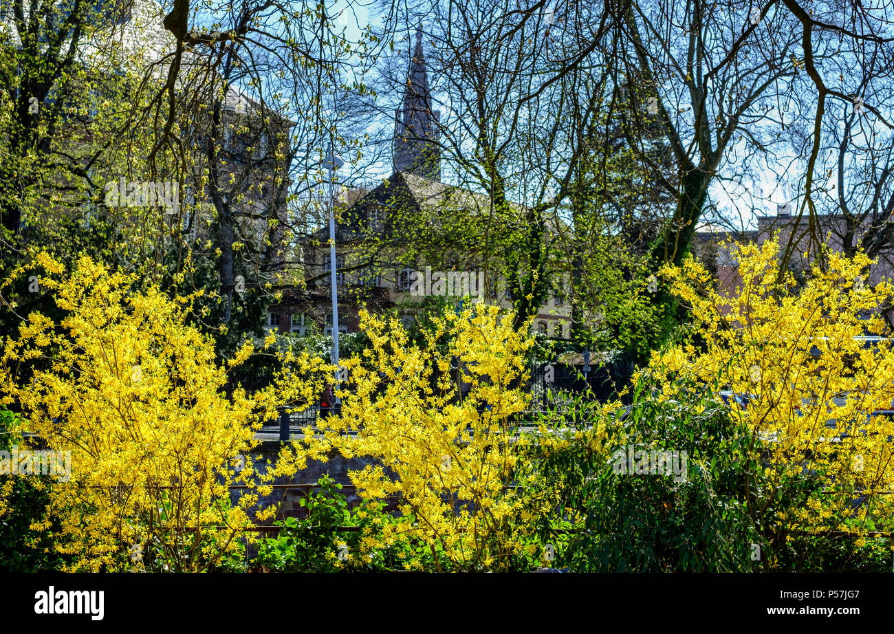Straßburg, blühende Forsythia im Frühling, Elsass, Frankreich, Europa, Stockfoto