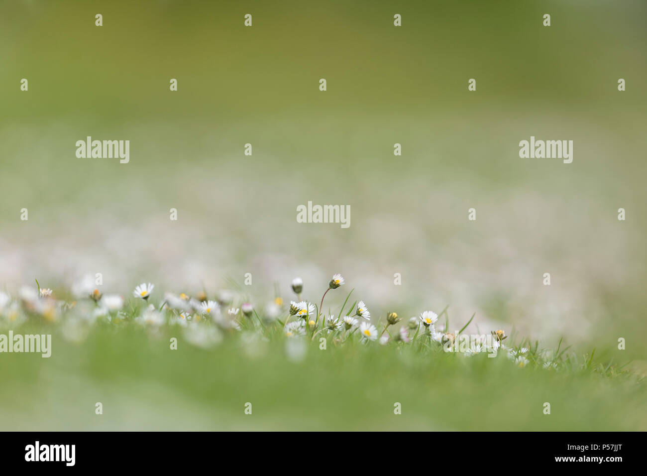 Low Level Bild des Gemeinsamen Gänseblümchen Bellis perennis mit unscharf Hintergrund und Vordergrund Stockfoto