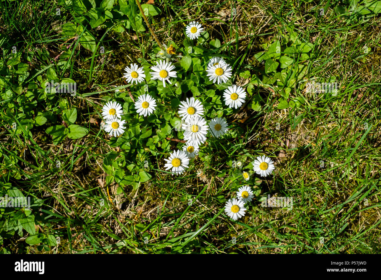 Weißen Gänseblümchen Blumen, Wiese, Elsass, Frankreich, Europa, Stockfoto