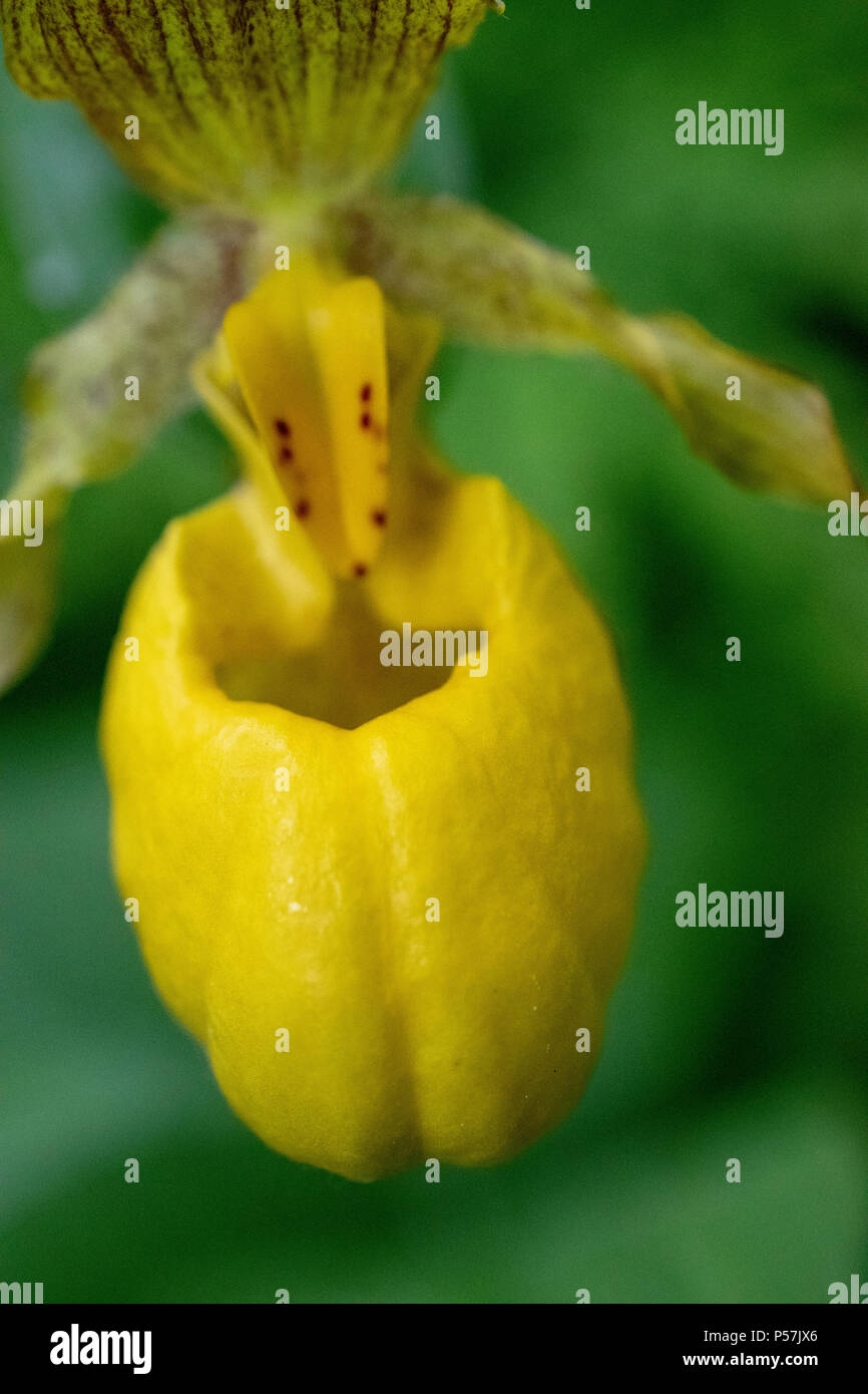 Der gelbe Lady Slipper Orchid, Cypripedium calceolus var. parviflorum. Reader Rock Garden, Calgary, Alberta. Stockfoto