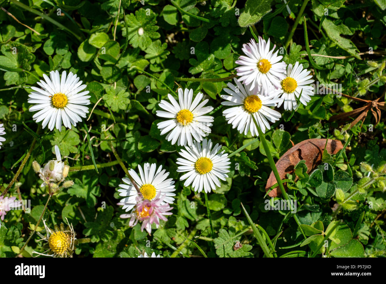Weißen Gänseblümchen Blumen, Wiese, Elsass, Frankreich, Europa, Stockfoto