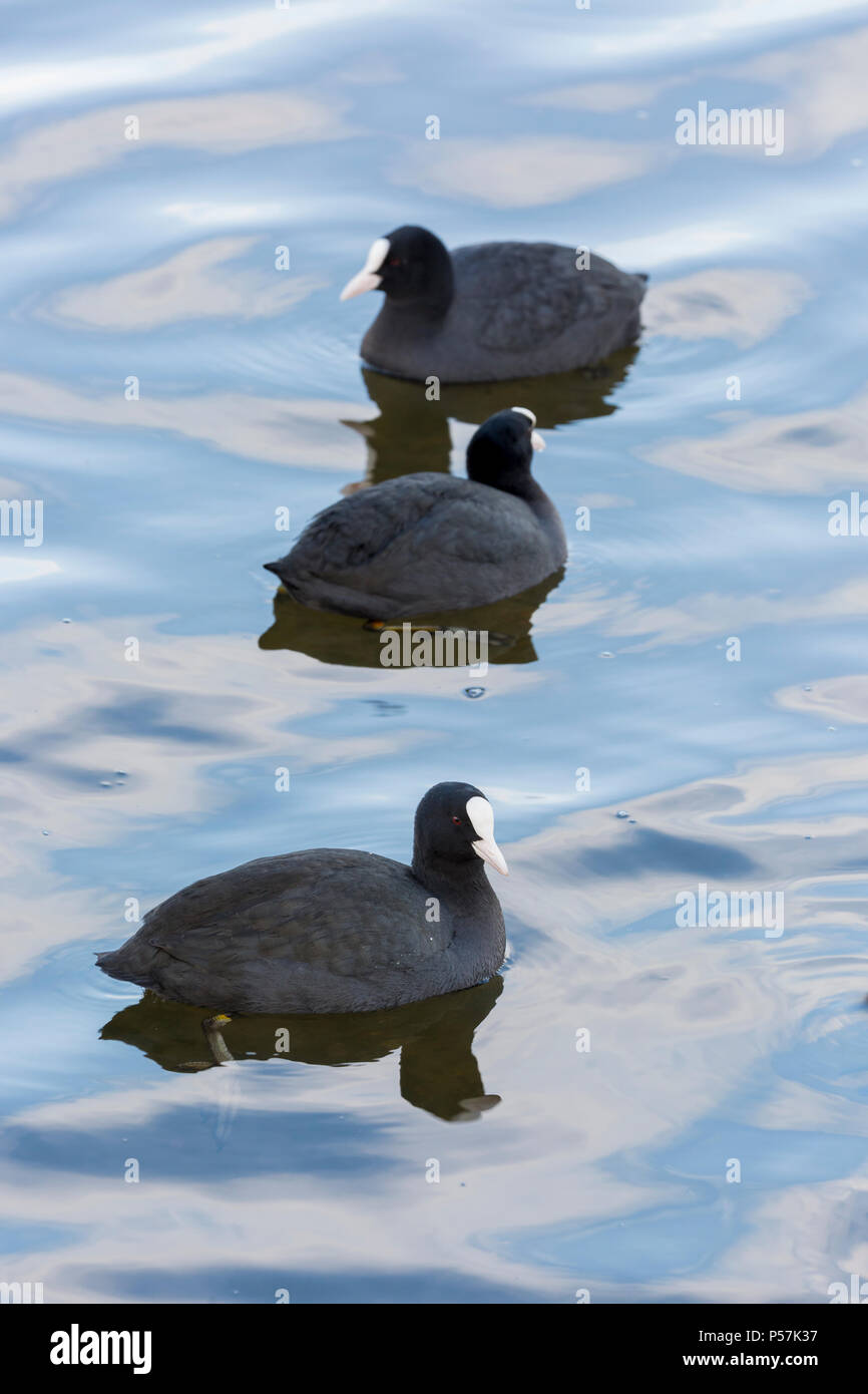 Gruppe der Eurasischen Blässhuhn Fulica atra ruht auf dem Wasser mit Reflexionen Stockfoto