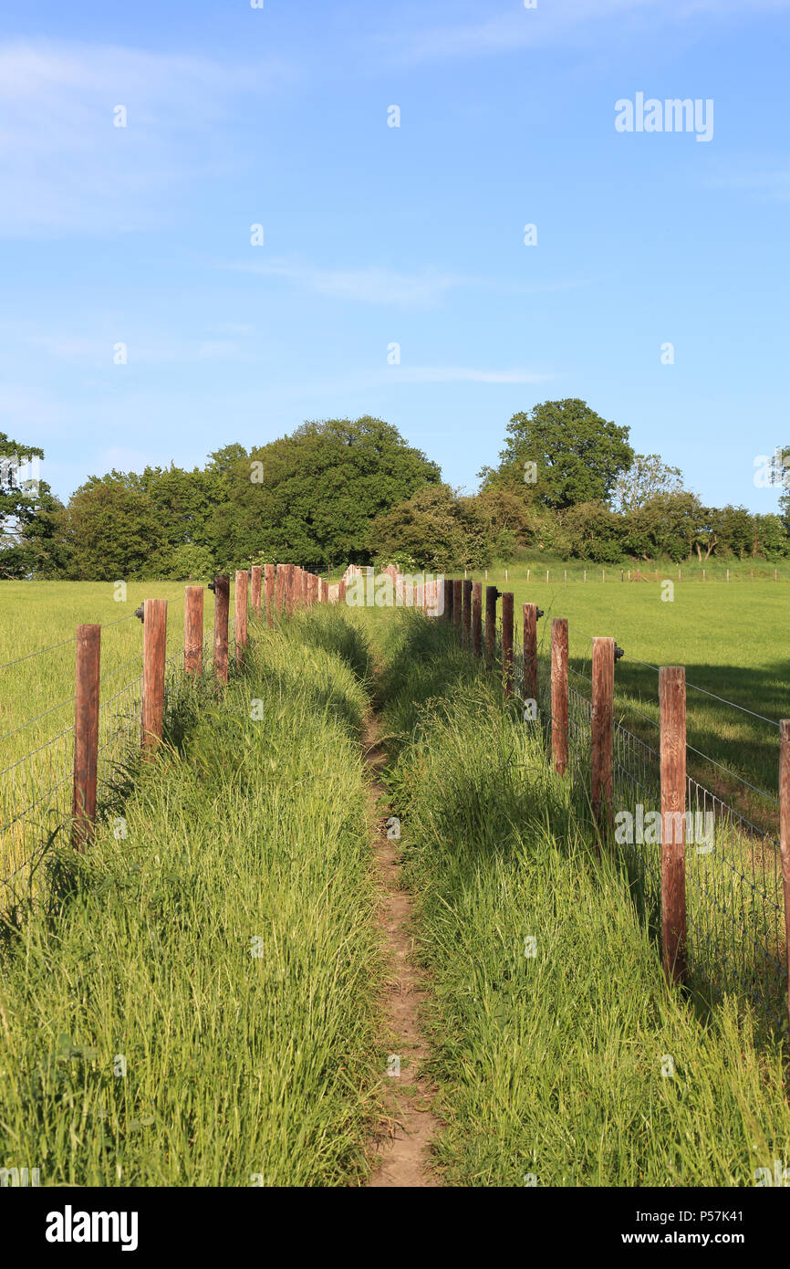 Eingezäunt Wanderweg durch das Feld in Richtung Brabourne Lees und Smeeth in der Nähe von Ashford, Kent, Großbritannien Stockfoto