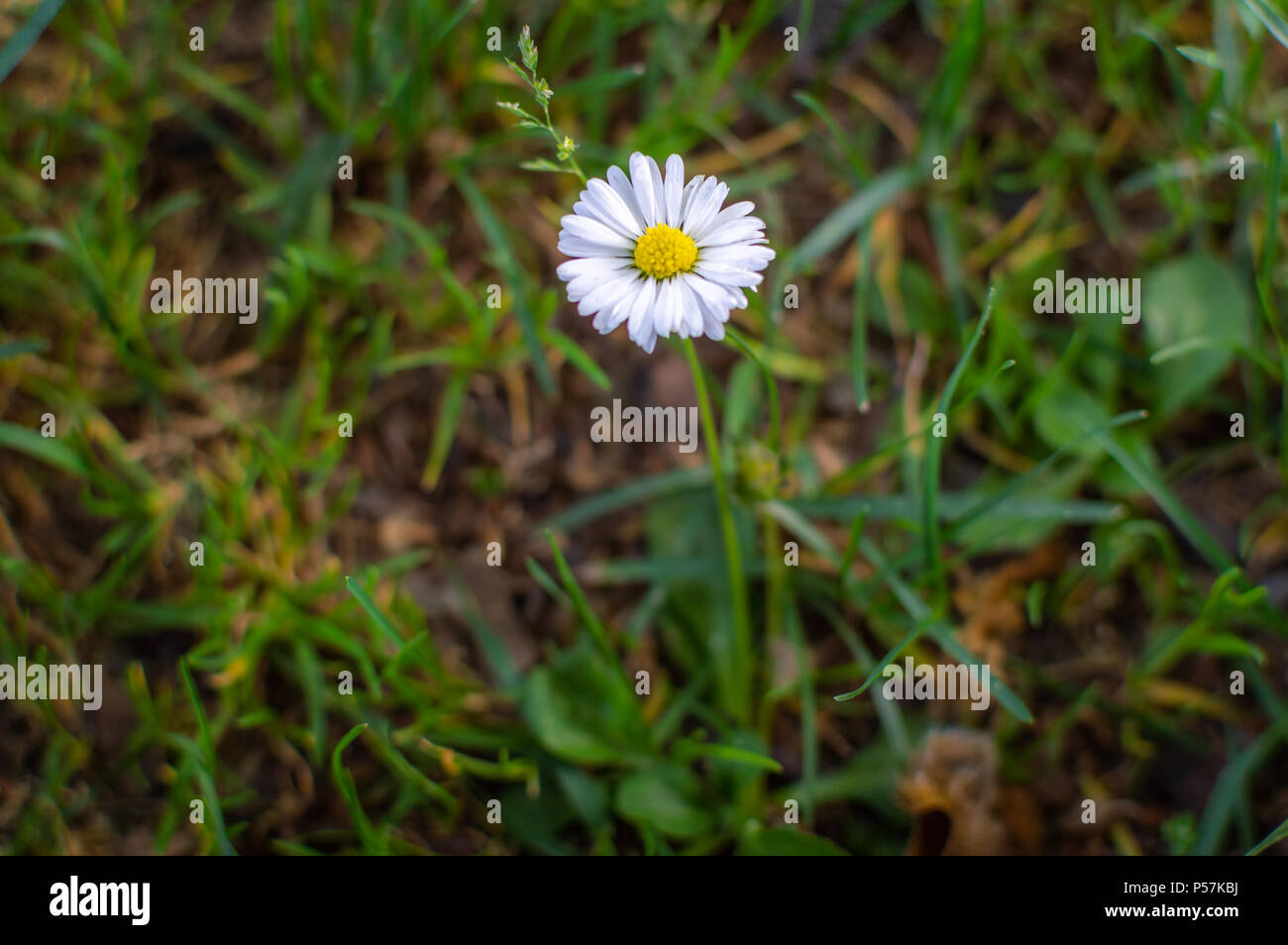 Eine weiße Wildblumen wachsen auf Gras Stockfoto