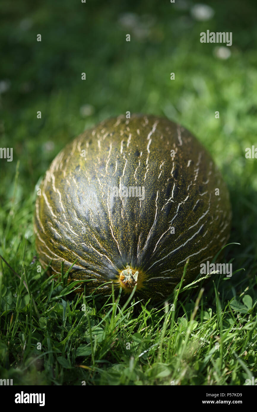 Santa Claus Melone Stockfoto