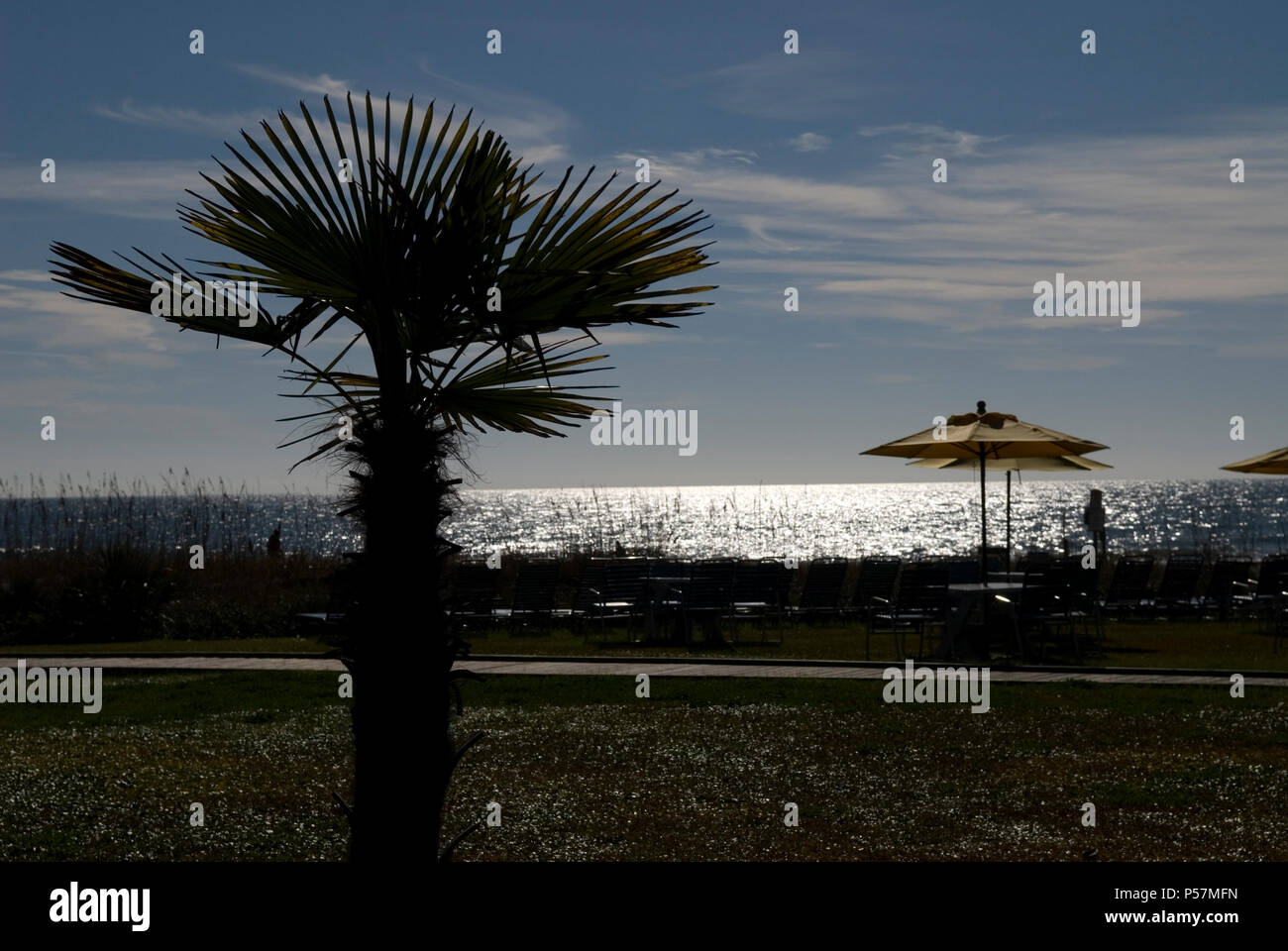 Palmetto Baum Silhouette in Myrtle Beach, SC USA Stockfoto