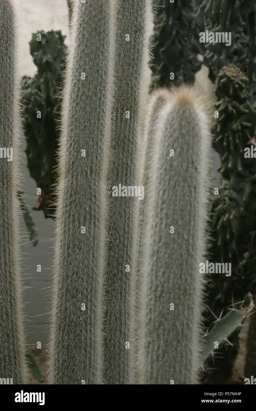 In der Nähe von Silber Torch Kaktus (Cleistocactus hyalacanthus) Stockfoto