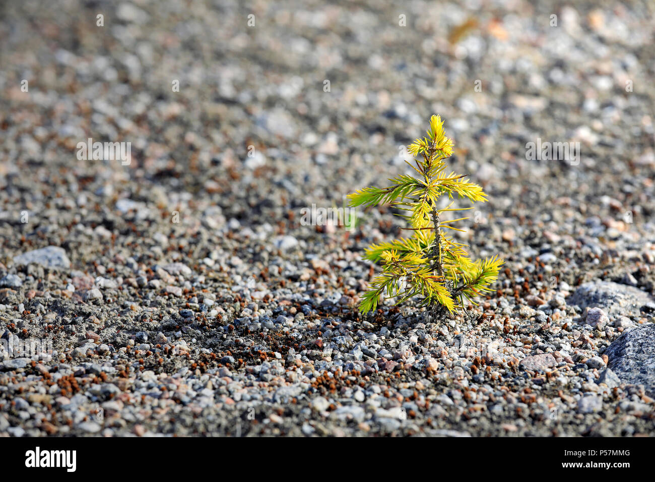 Kleine wachsenden Baum pflanze Fichte wird gelb, wie es von Dürre leidet. Stockfoto